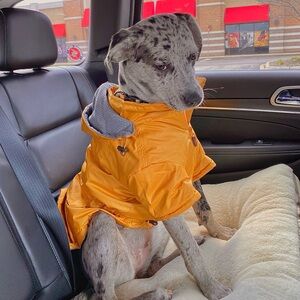 Yellow Dog Rain Coat